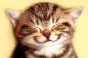 smiling_cat
